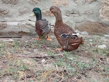 ruan ordək: Məhsul: Ördək cütü - Növ: RUAN ördəkləri, bir erkək (yaşıl parlaq — 5