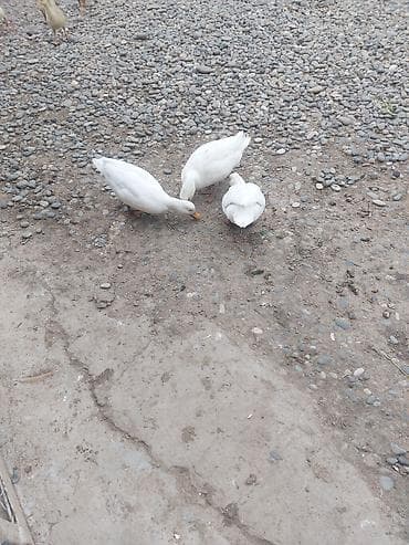 lavanda ördək: Kalduk ördəkləridi balacadılar göyərçin boyda olur. 1 xoruz 2 fərədi — 1