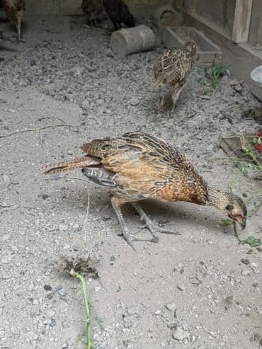 доска объявлений птицы: Qirqovullar satilir beceler ve illikler — 4