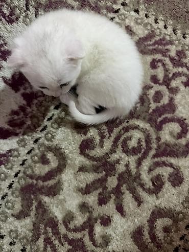 pişik cutlesdirmek: Şotland yastı qulaq, Yaxşı əllərə — 9