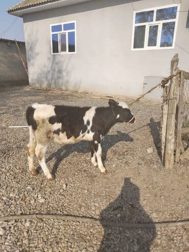 çin bıldırcını: Cins dişi buzov 4 aylığdı anası ivanofkadı südlü heyvandı — 3