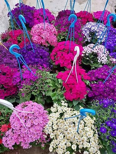 gul adlari: 🌹Senaria gülü topdan ve perakende satışı. 💳SAY çox olsa endirim — 1