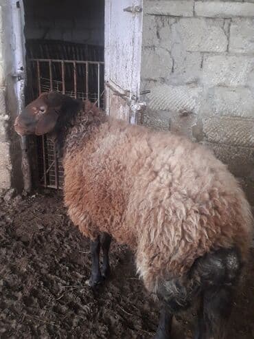 ari ramkasi satisi: Qoyun – yerli ətlik/yunlu cins - Rəng: qəhvəyi yun, qara baş və qara — 8