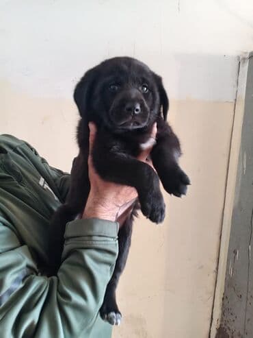 qurban bayrami sekiller: 1 ay, Erkek, Ünvandan götürmə — 6