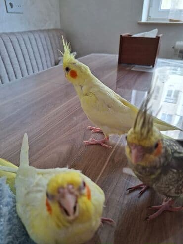 geref qusu rus dilinde: Korella 3ayliq. Adlarin bilirler rucnoydilar. Atasi daniwir 5soz — 4