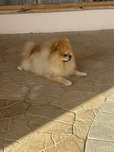 spitz boo: Şpitz, Erkek, Peyvəndli — 2