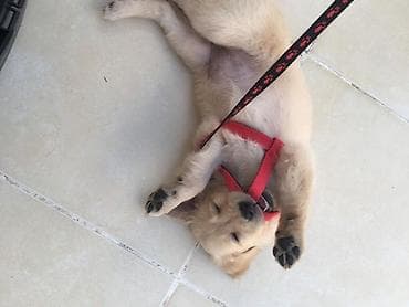 oğlan it adları: Retriever, 2 ay, Erkek, Peyvəndli, Ünvandan götürmə — 5