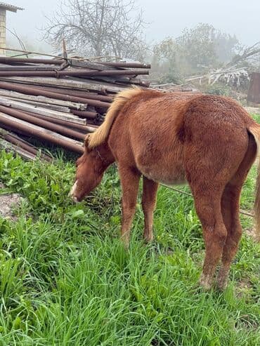 akvarium baliqlari satisi: Erkək, il: <1 — 2