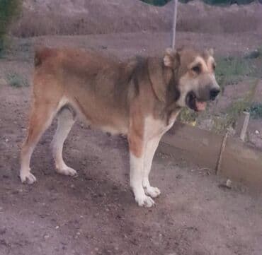 кавказская овчарка купить: Гурдбасар — 4