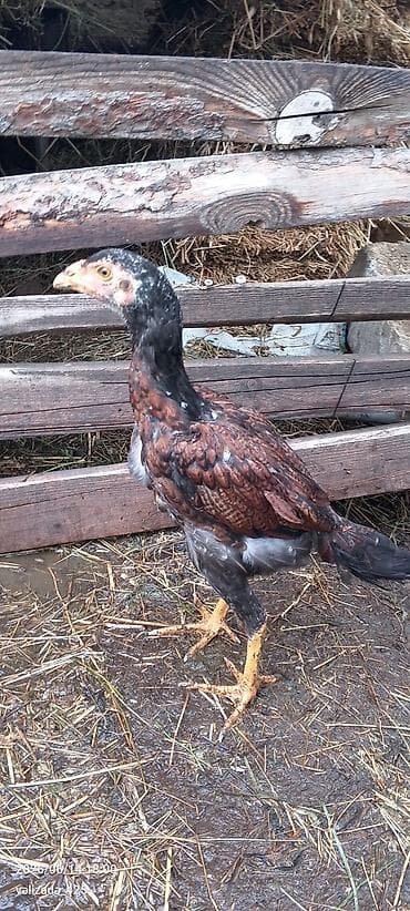 3 aylıq heyratı Cücələr təcili satılır yer yoxdur deyə satıram ata