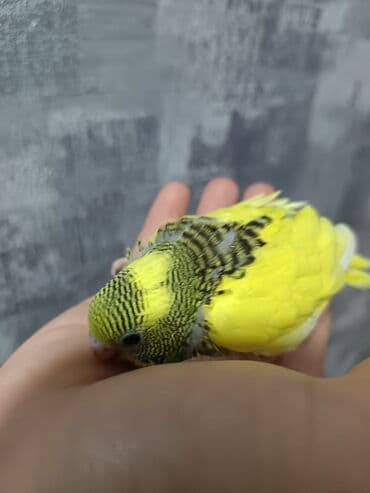 кольчатый попугай цена: 1 ədəd - 20 manat Sevgi və qayğı göstərə biləcək insanlara dalğalı — 2