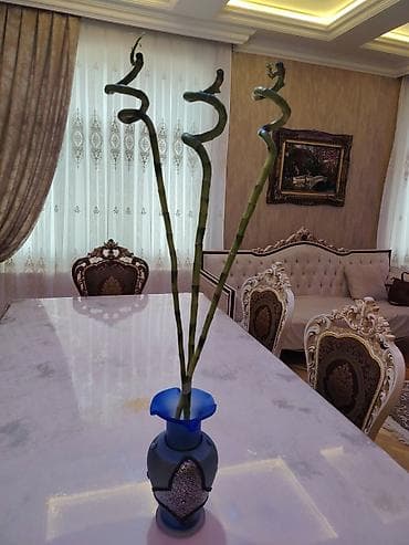 orxideya gulu satilir: Ağ orkide (Phalaenopsis) və spiral “lucky bamboo” dəsti - Orkide: Ağ — 3