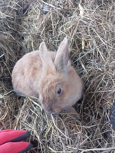 Quşlar: Heyvan: Dovşanlar (bir neçə fərqli rəng və tip) Təsvir: - Seçimlər — 7