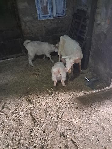 Mal-qara: Salam. 3 ayliq erkek Saanen rus keci balalari satilir. Saglam — 4