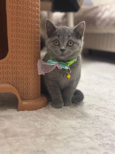 клетки для попугаев купить: Британская, Самец, Доставка в районы — 2