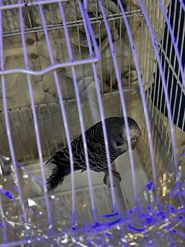 sumqayit qəfəs: Dalmatin rəngli dalğalı tutuquşu cütü və qəfəs dəsti Məhsul tərkibi — 3