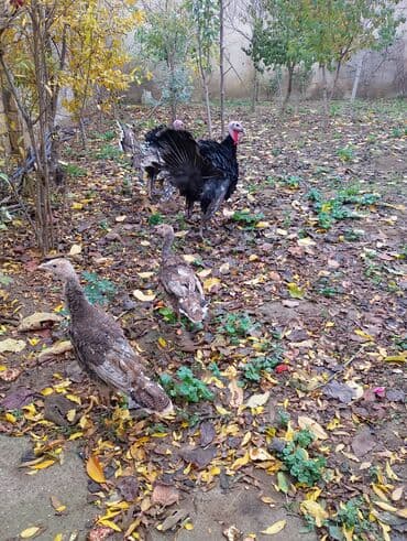 damaz: Erkək, Damazlıq — 6