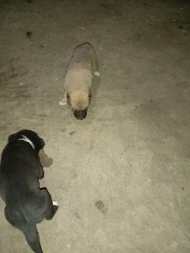 bala itlər: 1 ay — 2