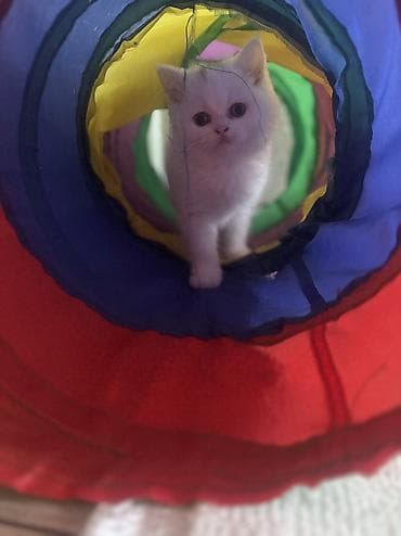 pisik ucun boyunbagi: Şotland, Dişi, Yaxşı əllərə, Ünvandan götürmə — 8