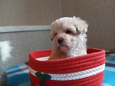 norka heyvan: Maltipu F1 – krem rəngli, buruq tüklü - Cins: kiçik ölçülü dekorativ — 3