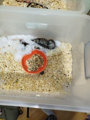 deniz donuzu: Pulsuz verilir xamyak 21 dene — 1