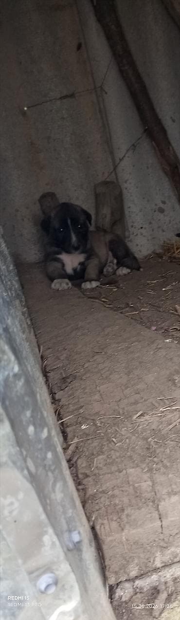 bakida cins ineklerin satisi: Kanqal, 1 ay, Ünvandan götürmə — 2
