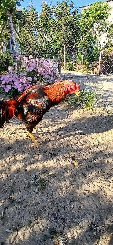 quslar: SUPER HEYVANDI 9 AYLIQDI DAS PIPIK REAL ALICIYA ENDIRIM VAR FIKRI — 2