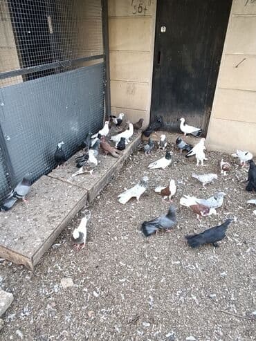 cins ineklerin qiymeti: Qiymət 10₼ başlayır hər qiymətə var — 3