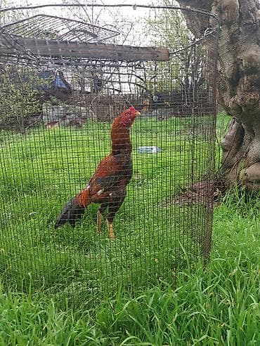 sirin itlerin satisi: Xahiw edirem kime doyuw becesi lazim olsa narahat elesin super qani — 1