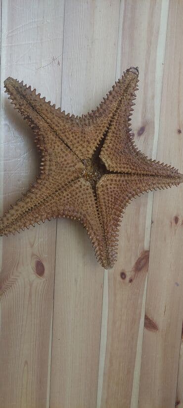 akvarium daş: Salam Dəniz Ulduzudur təbidir.Mən özum karib dənizindən tutub — 3