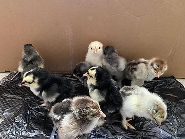 toyuq əti: Toyuq cücələri, Ətlik — 1