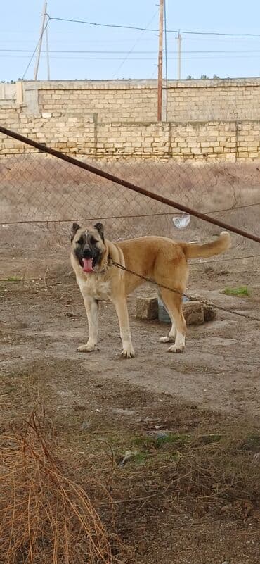 Heyvanlar üçün mallar: Qurdbasar, 11 ay, Erkek, Peyvəndli, Ödənişli çatdırılma — 8