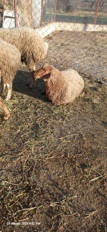 Digər kənd təsərrüfatı heyvanları: Erkək, il: 1, 28 kq, Ətlik, Ünvandan götürmə — 3