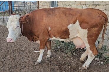 simental inekleri: Saf qan Smental avustralya. texmini cekisi 850kq — 1