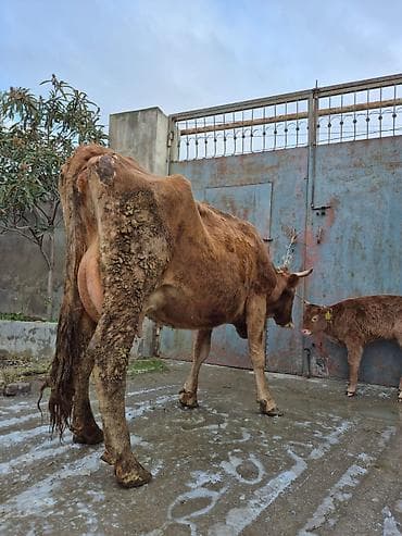 inəy: 18 litir süd verir 3 qarına doğub 25 gündü doğub balası erkəydi — 8