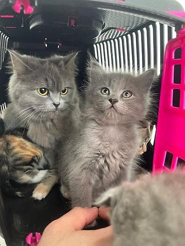 Britan, Dişi, Yaxşı əllərə, Ödənişli çatdırılma