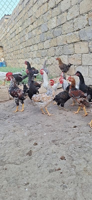 Kend beceleri .Qiymet 11 manat