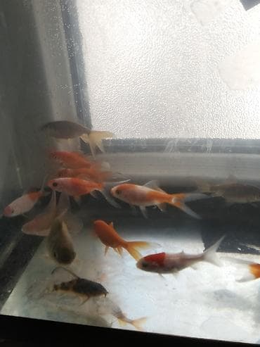 Qızıl balıq, Sülhsevər