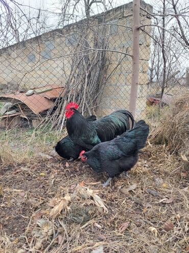 simmental inək satılır: Toyuq, Australorp, Ətlik — 3