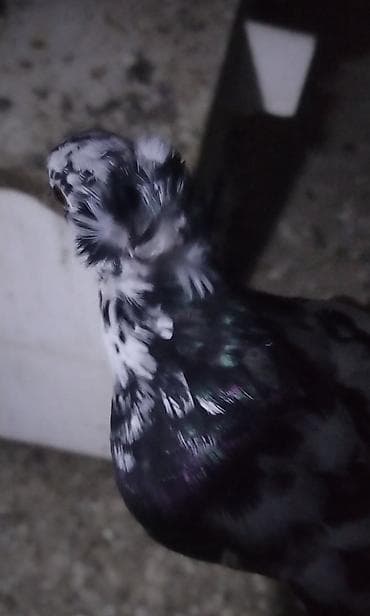 tap az goyercin satisi: Cins: dekorativ göyərçin (qara rəngli, baş və burun nahiyəsində ağ — 5