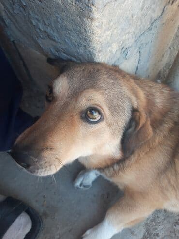 it xaski: Belçika çoban iti, 2 il, Erkek — 4