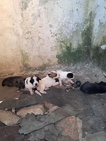 dog: 2 ay, Peyvəndli — 7