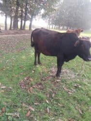 etibarli ellere verilir: Məhsul: Qaramal (3 baş) Təsvir: - 1 baş qara inək – iri bədənli — 2