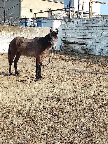 at adlari azerbaycan: 4 Yasi təzə olub az minilir yorgadi — 2