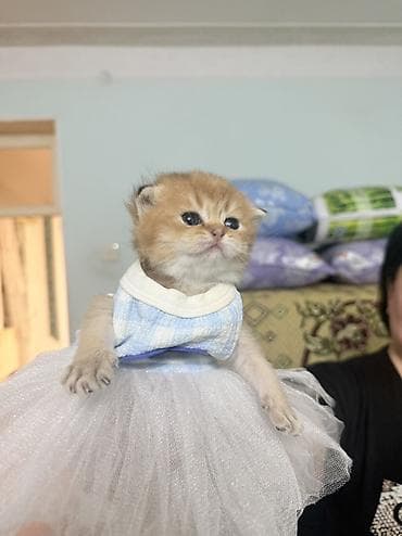 heyvan inek: Şinşilla — 6