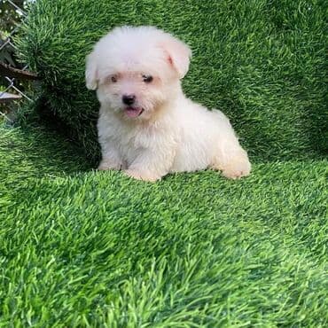 йоркширский терьер цена баку: Джек-рассел-терьер, 2 месяца, Самка — 1