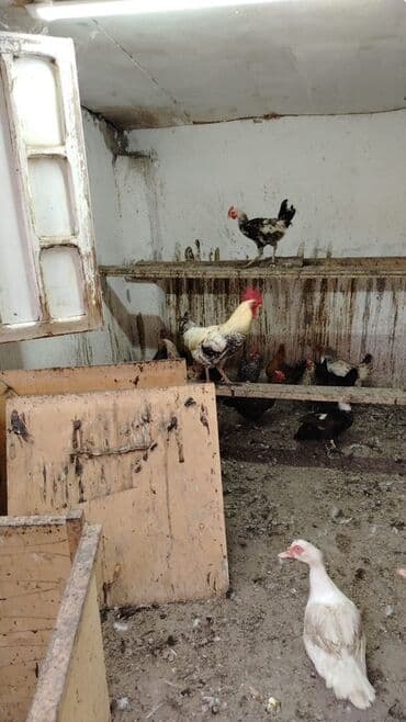 heyvanlara verilen adlar: Məhsul: Yerli ev quşları Təsvir: - Təsvirlərdə müxtəlif cins və — 1