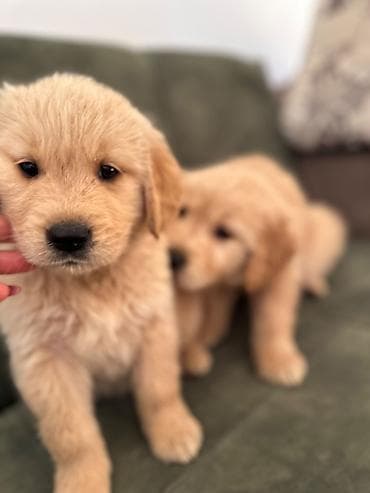erkek: Labrador-retriver, 1 ay, Erkek — 10