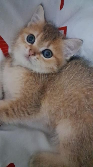 tap az at: Qızıl şinşilla, Dişi, Yaxşı əllərə, Ödənişli çatdırılma, Ünvandan götürmə — 1