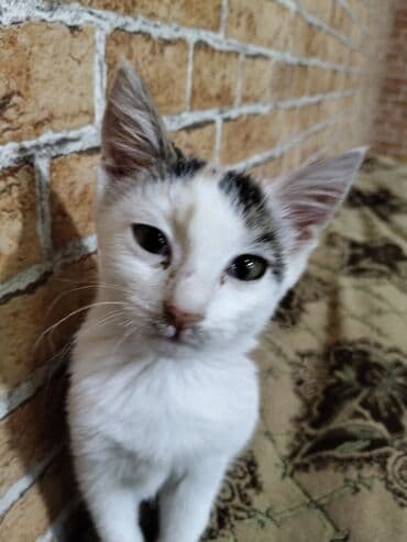 pişik parodaları: Məhsul: Kiçik pişik balası Təsvir: - Rəng: ağırlıqlı ağ, alnında və — 2